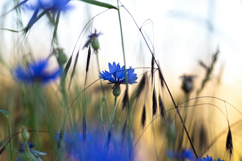 a very large blue flower that is in some plants