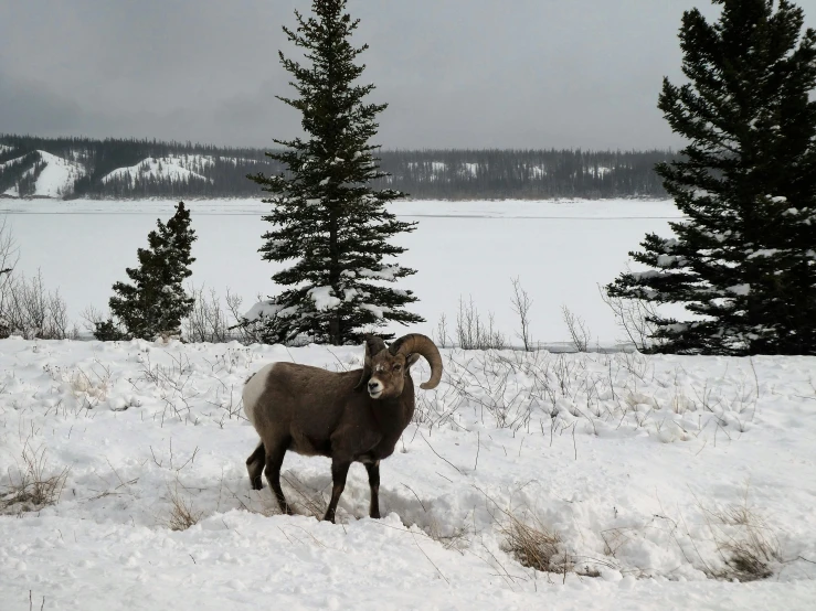 a large ram standing in the snow next to trees