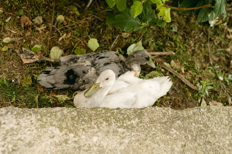 ducks huddled together with their heads turned to the right