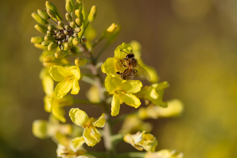 a bee on a yellow flower with green and yellow blurry background