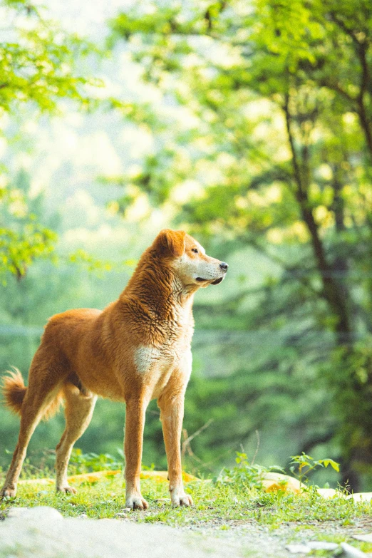 a red dog standing in the middle of a forest