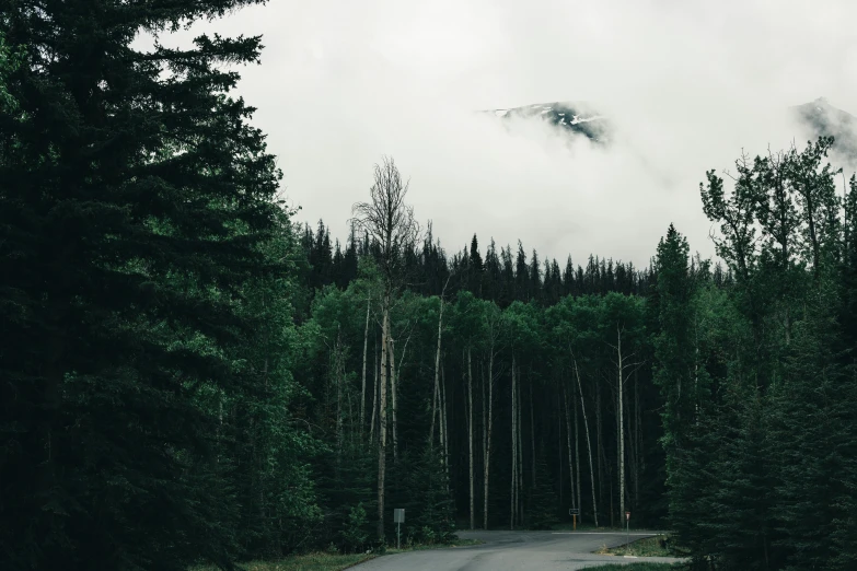 a dark and creepy looking road surrounded by some green trees