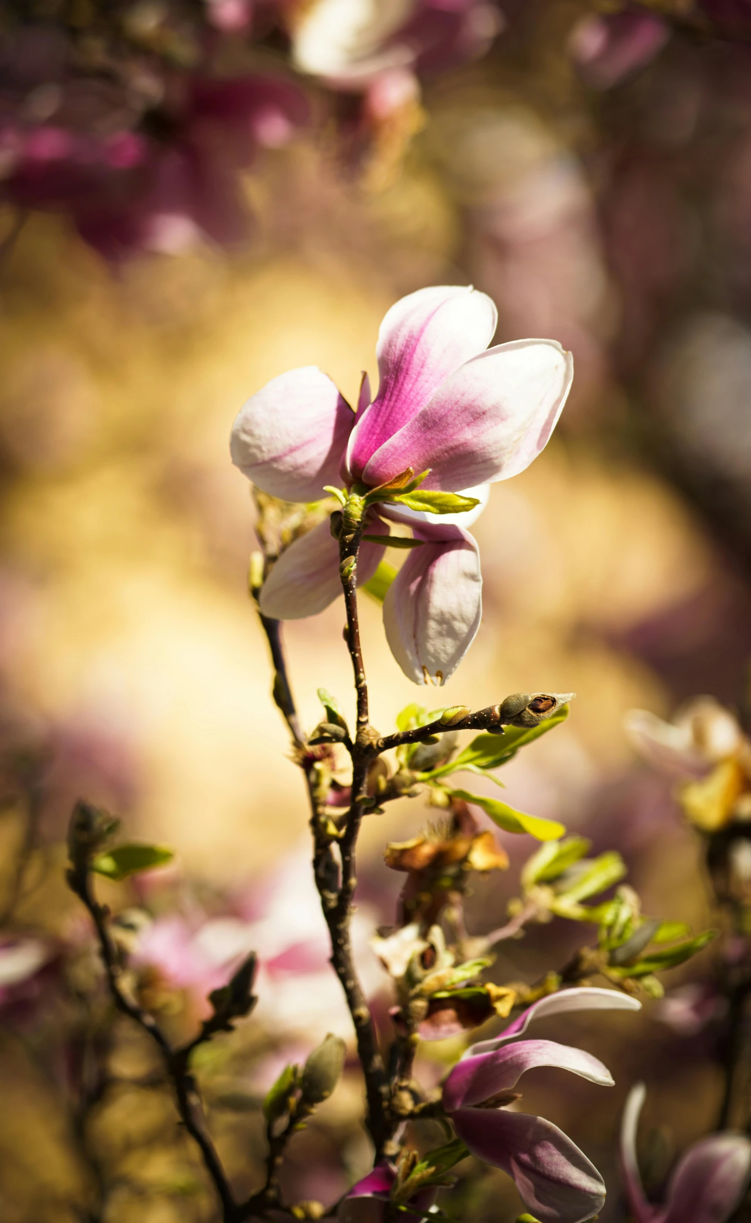 pink flowers in bloom against yellow background