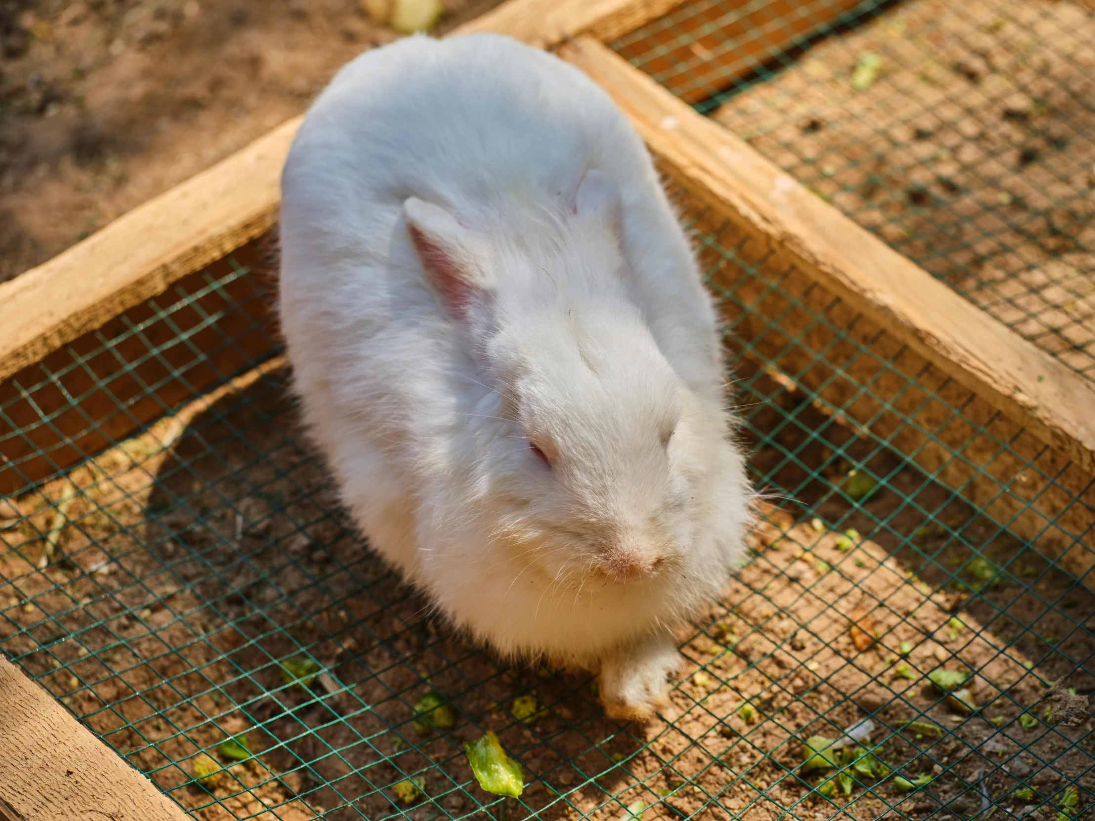 a white rat inside of a wooden enclosure