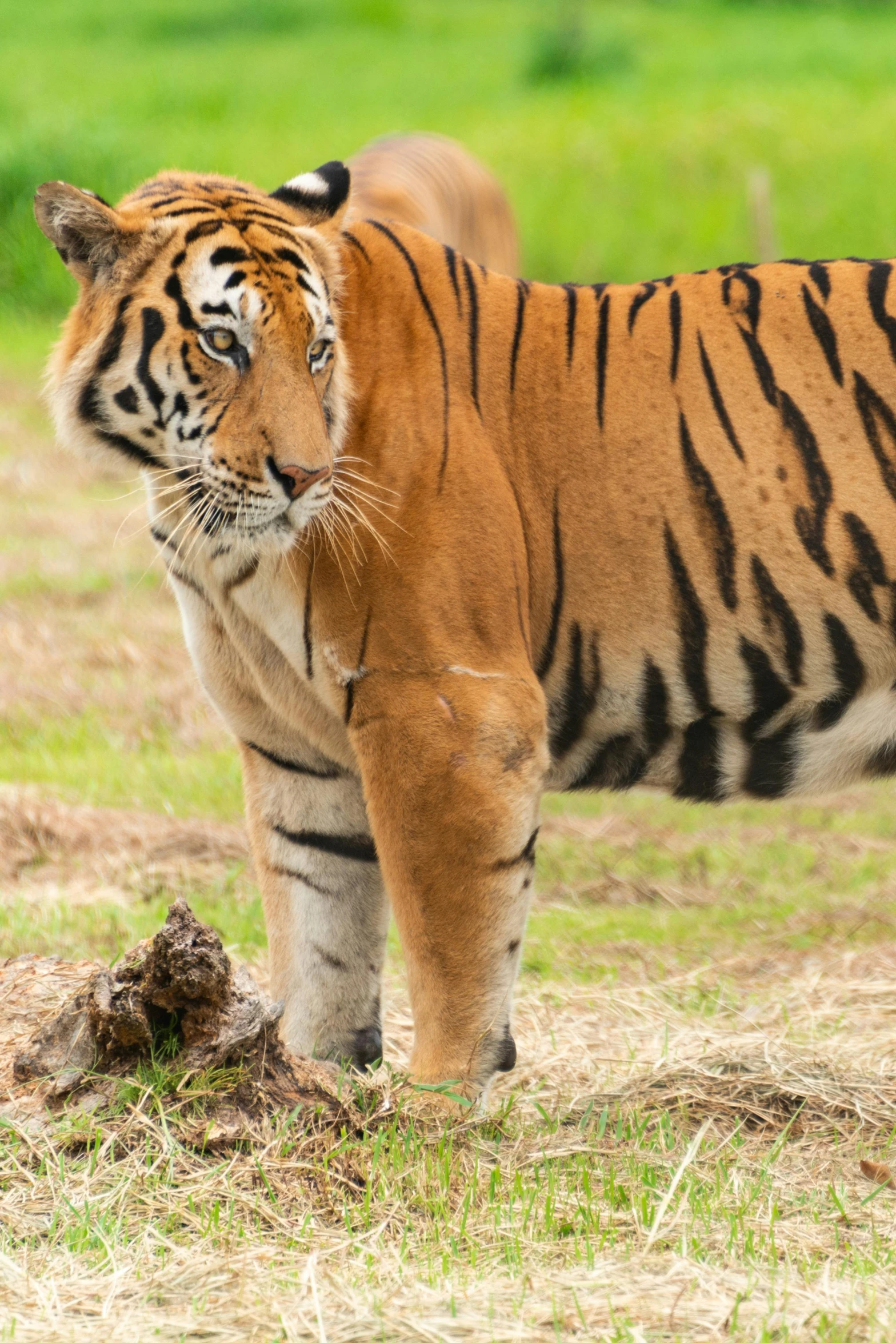 an animal walking on top of a dirt field