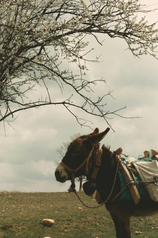 a donkey reaching to eat from its food bag