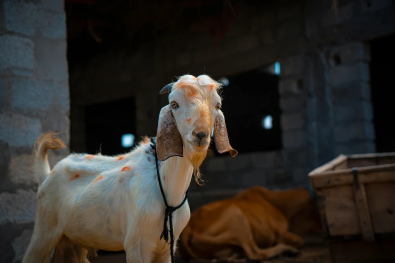 a goat with a bridle on its head