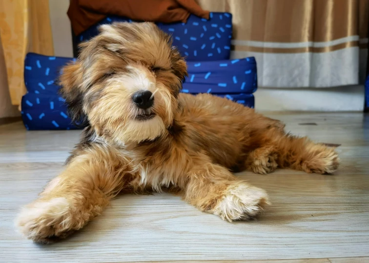 a dog laying down on a wooden floor in a room