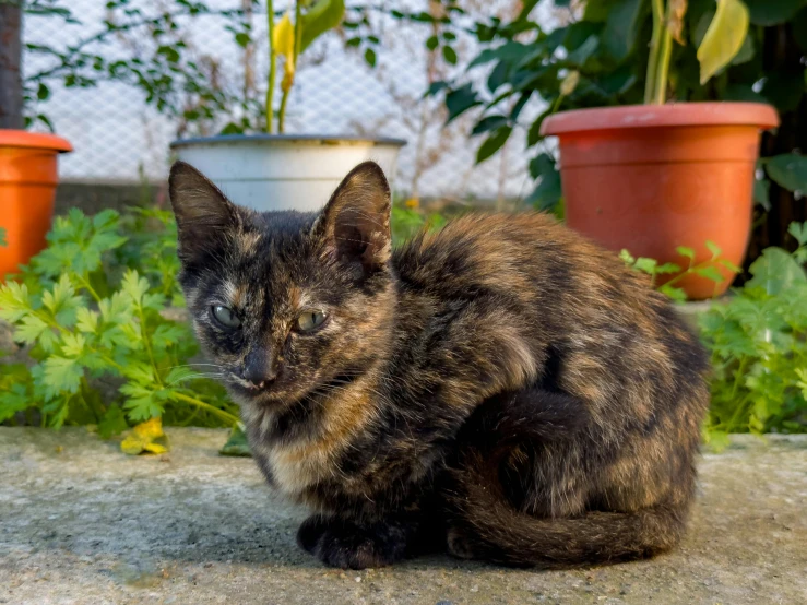 a little cat that is sitting on a concrete slab