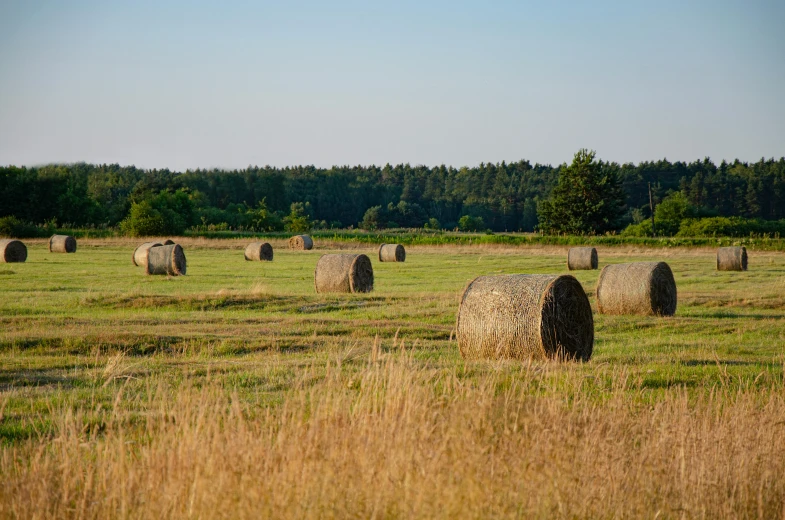 large round bales in a field with trees in the distance