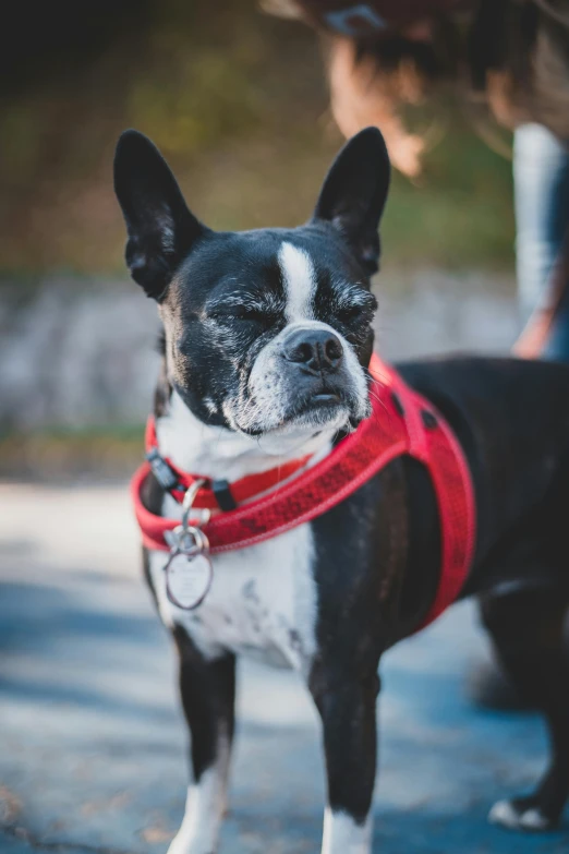 a dog is standing on a leash with a persons