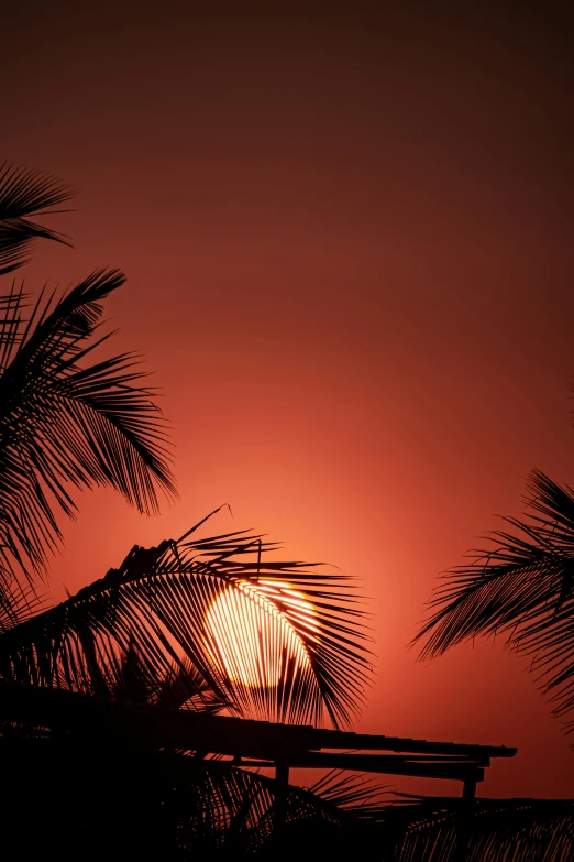 sunset in tropical area with palm trees and bench