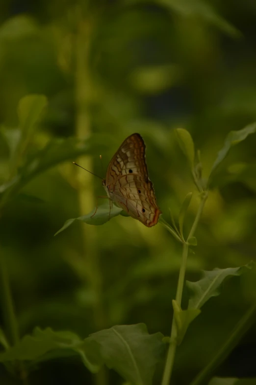 an insect that is sitting on some grass