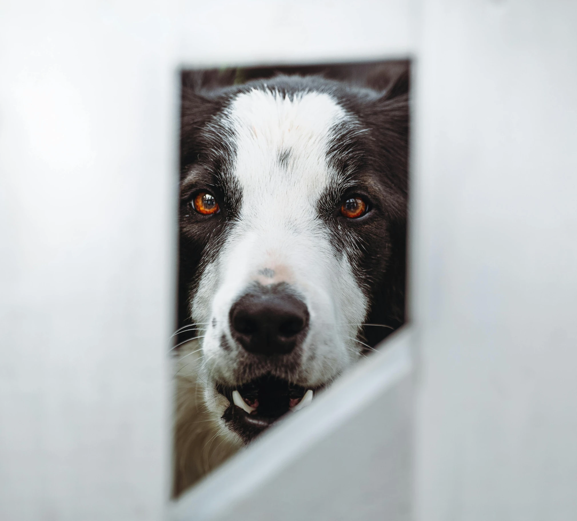 a close up of a dog with a funny face