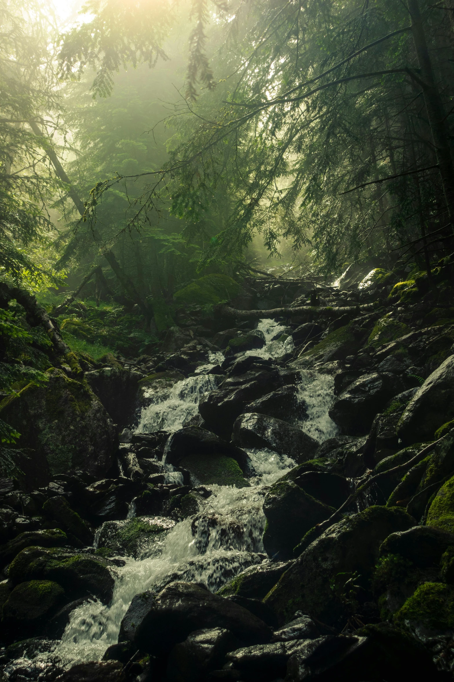 a small river flows through a thick forest