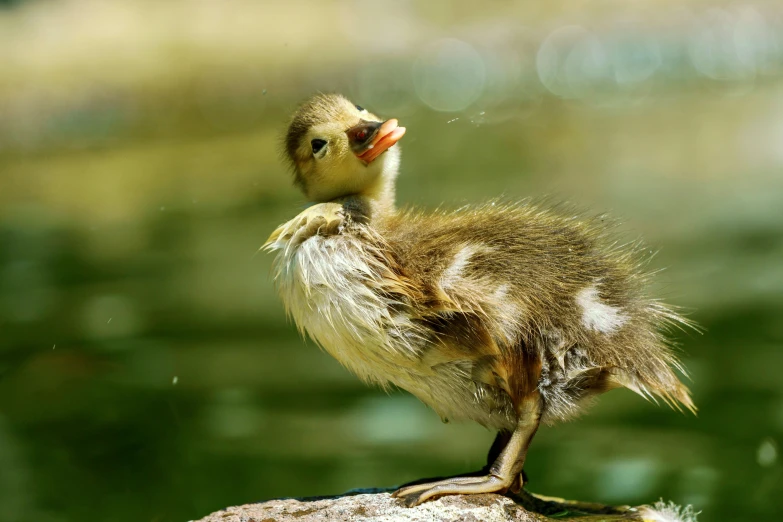 a baby bird standing on top of a rock