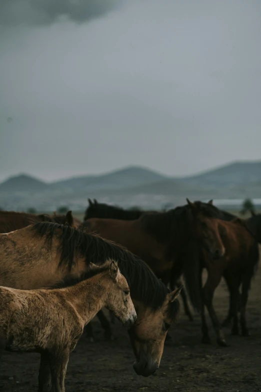 horses standing in a field and eating hay