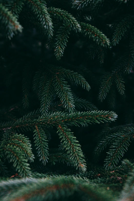 the leaves on a pine tree are showing reddish and dark green