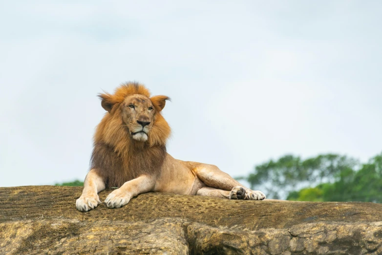 a large lion is sitting on a stone surface