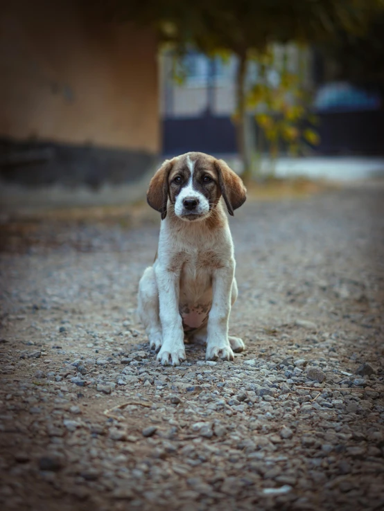 a cute puppy sitting on a gravel road