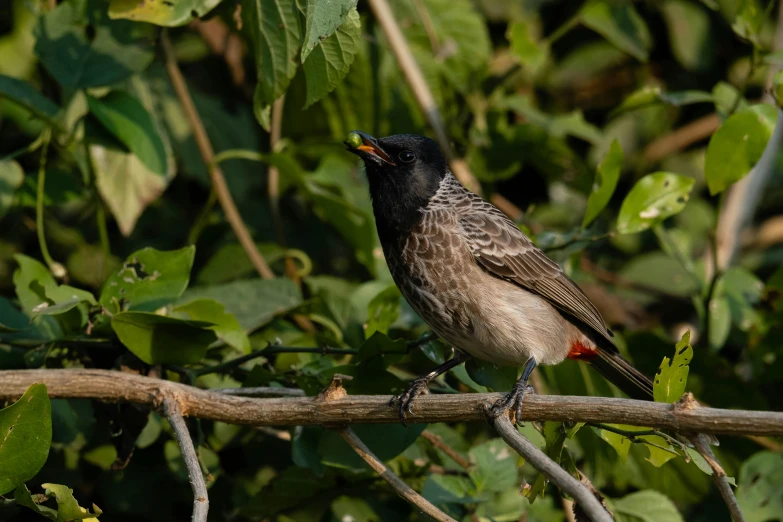 a brown and black bird is perched on a nch