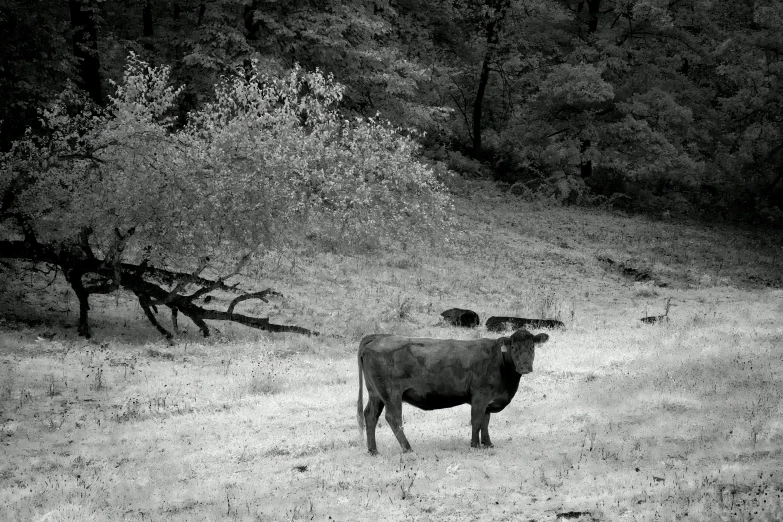 cows are standing in the middle of a field