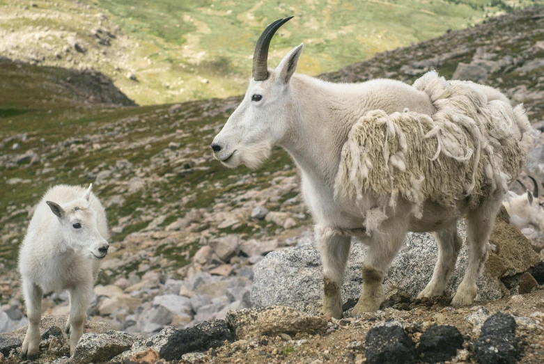 a baby goat and its mother standing on a rocky hill