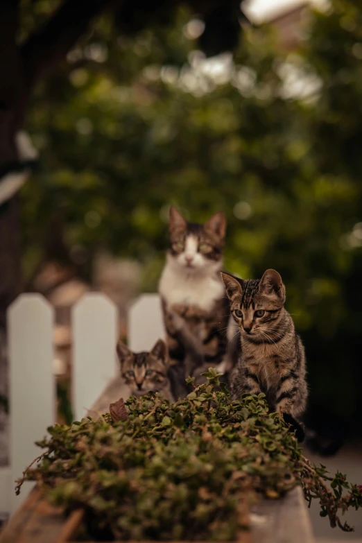 three cats sit atop a bed of moss