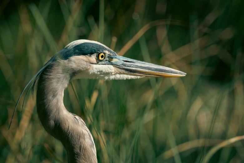 a bird standing in tall grass near tall weeds