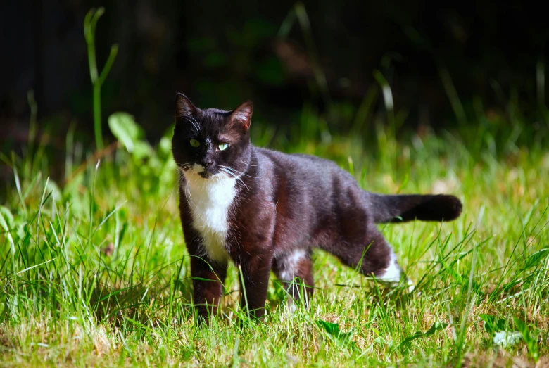 the cat is walking through the grass in the wild