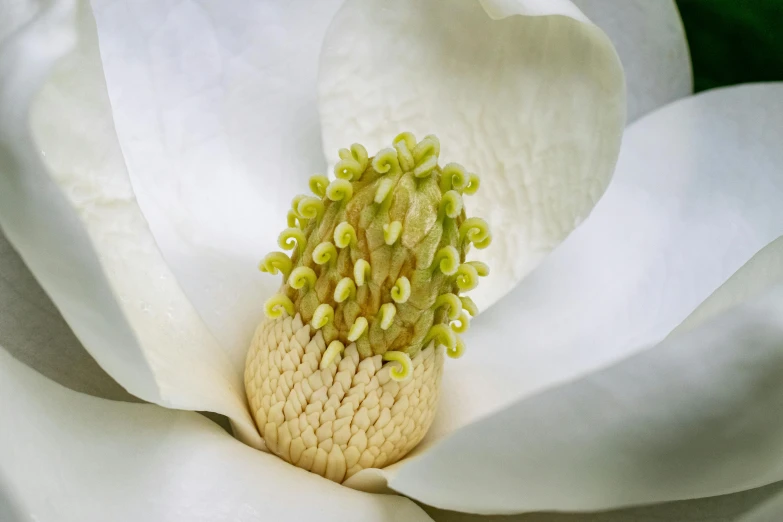 closeup of the inside of a large white flower