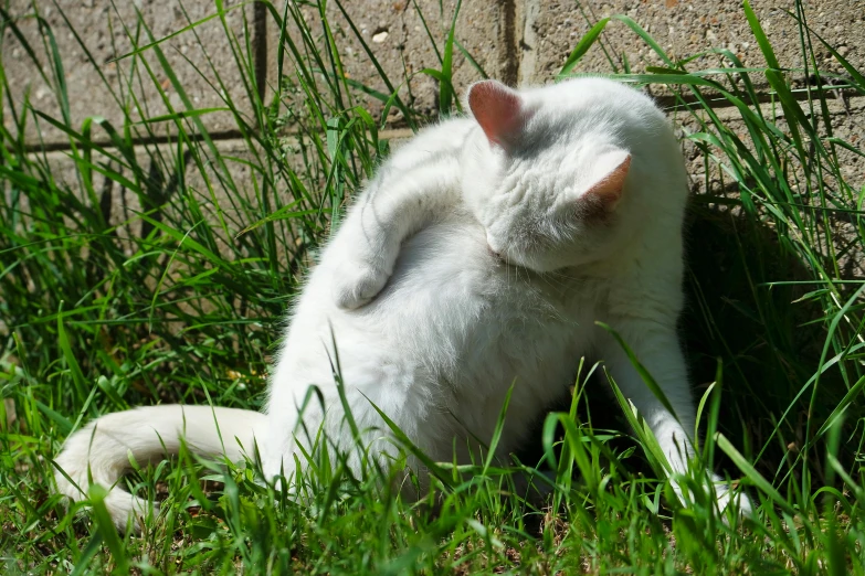 a small cat that is laying down in the grass