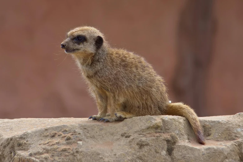 a small meerkat sitting on the rock