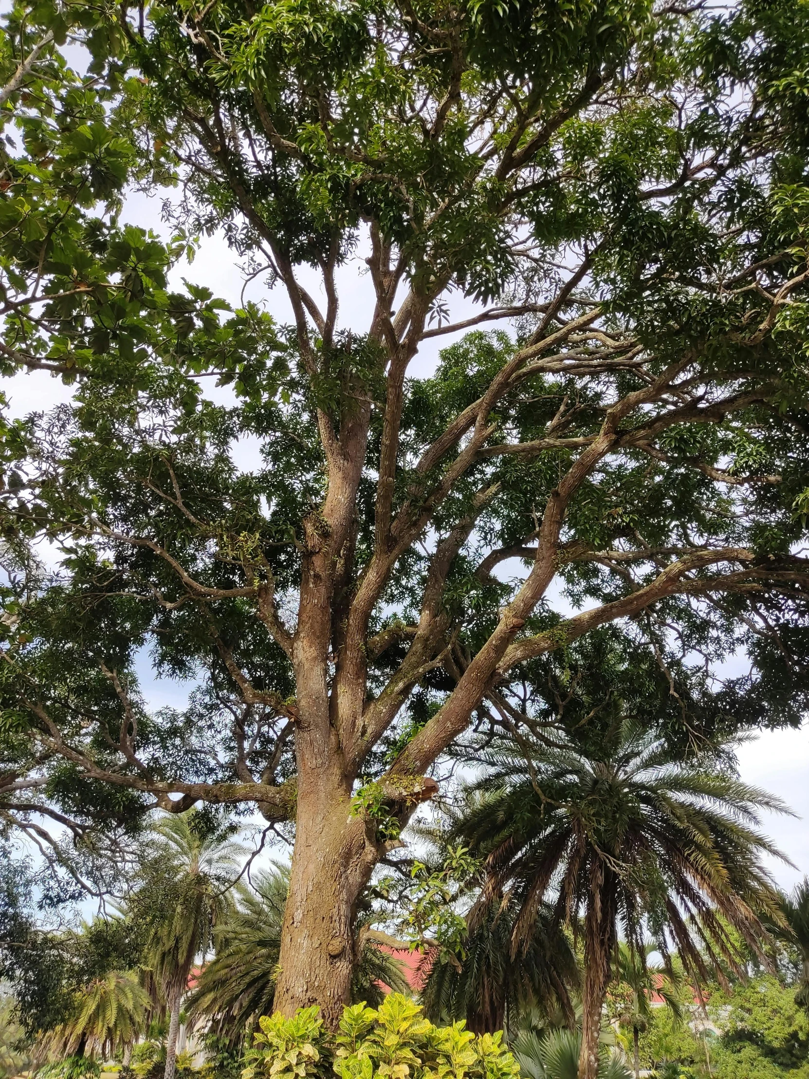 the trunk of a tree is showing off its large leaves