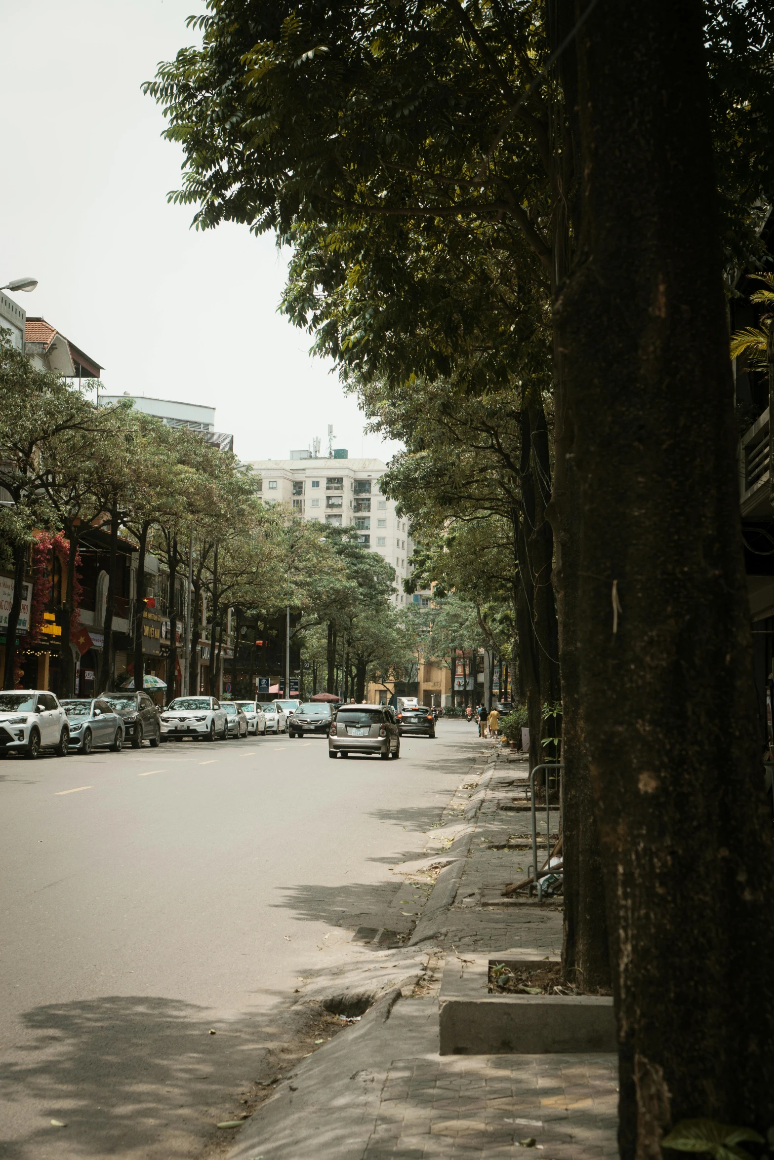 the city street is lined with large trees