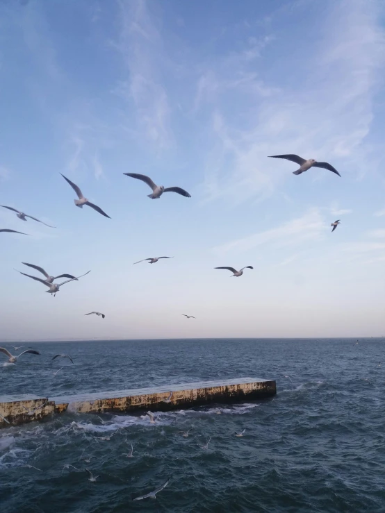 a flock of seagulls flying over the water