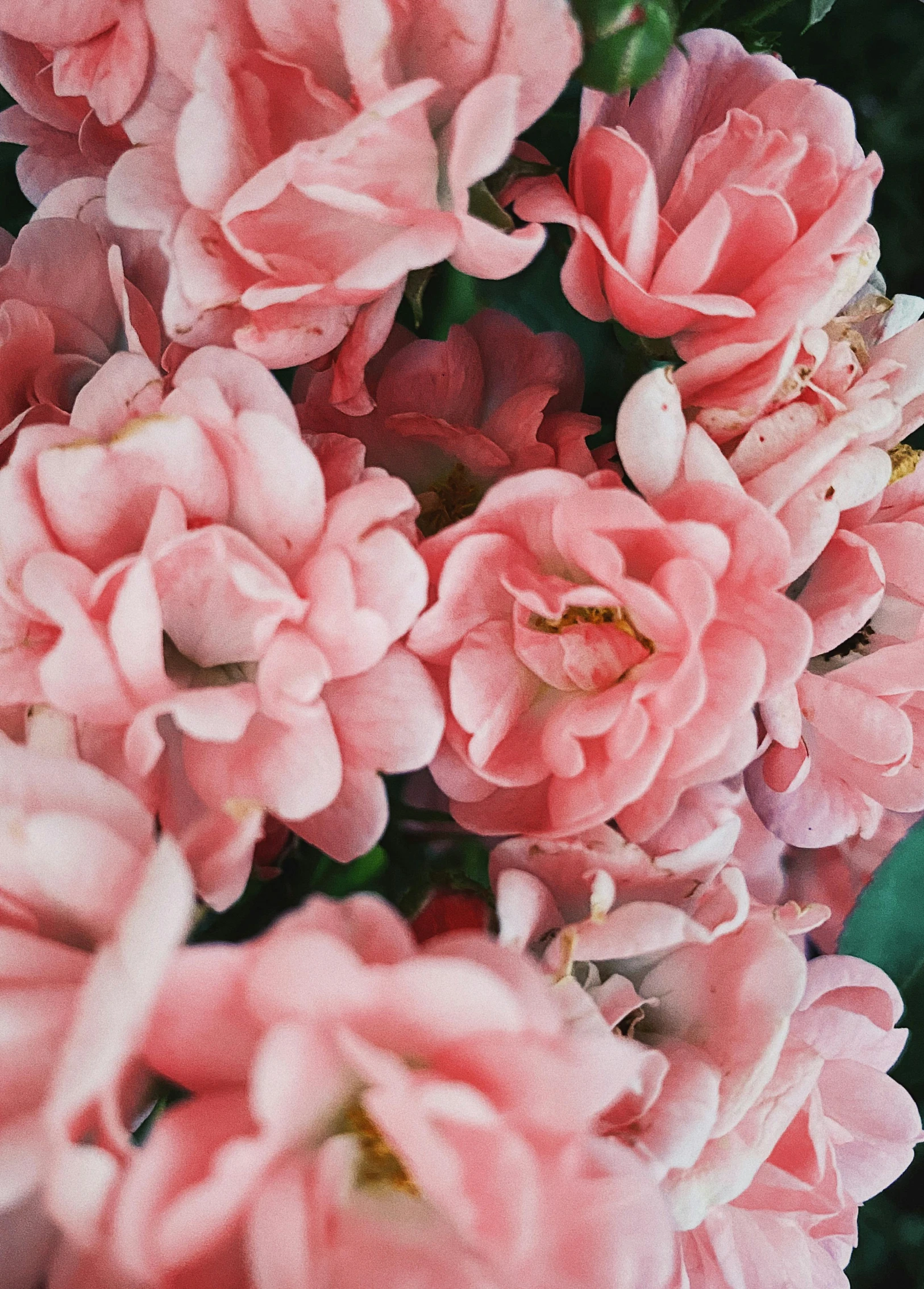 a close up of some pink flowers in the wild