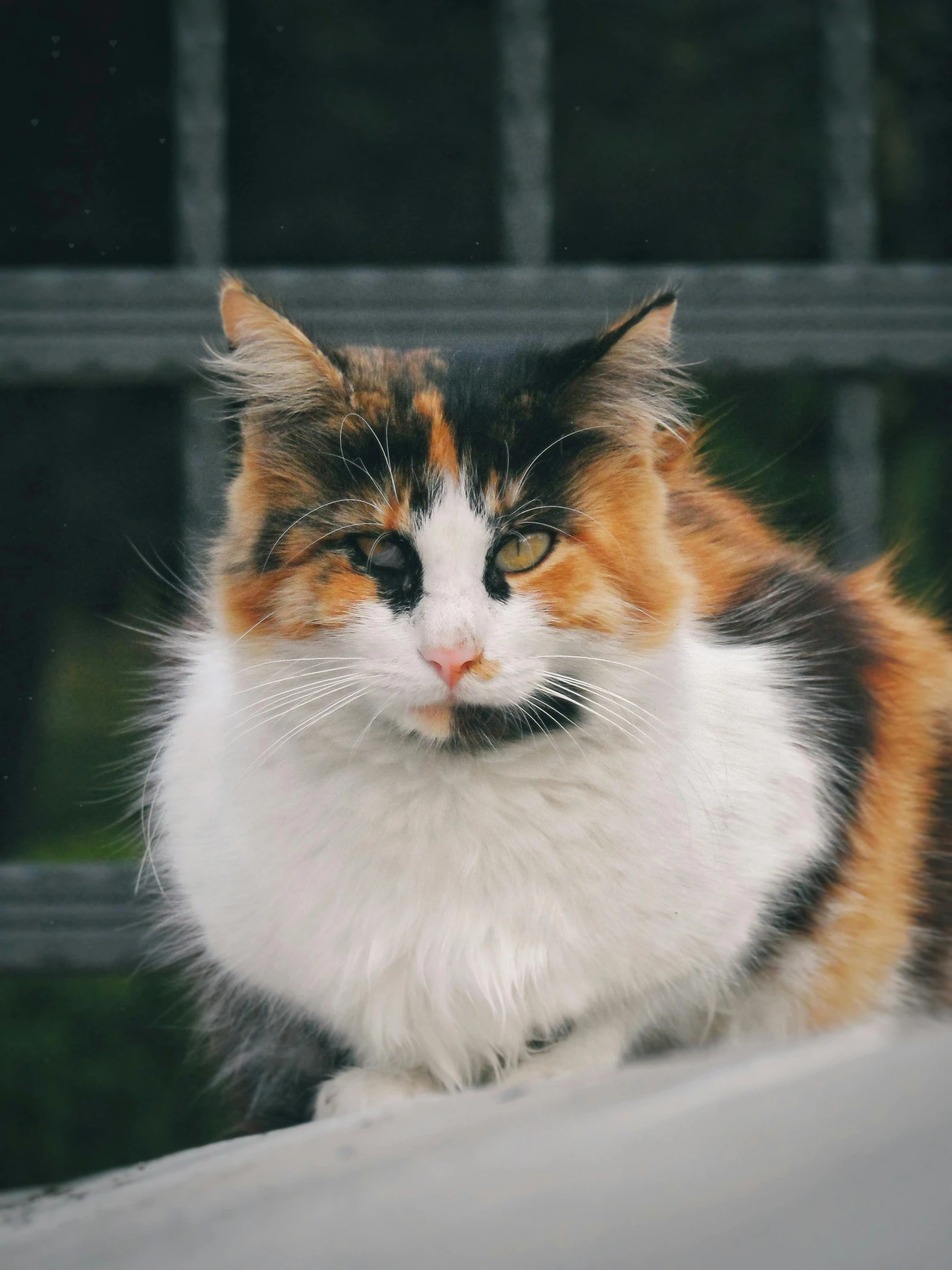 the brown and white cat has a black face