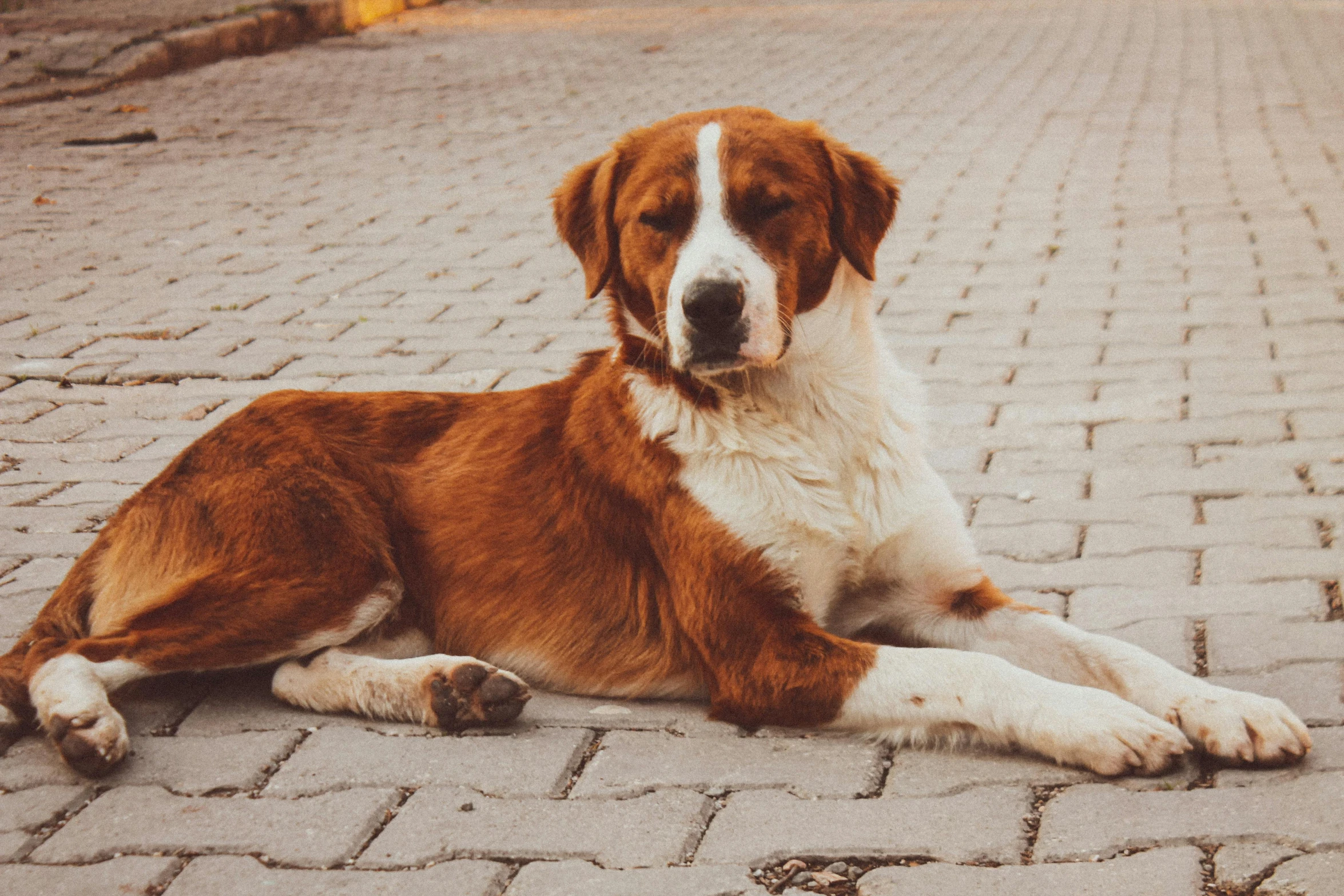 a dog is laying on a brick floor