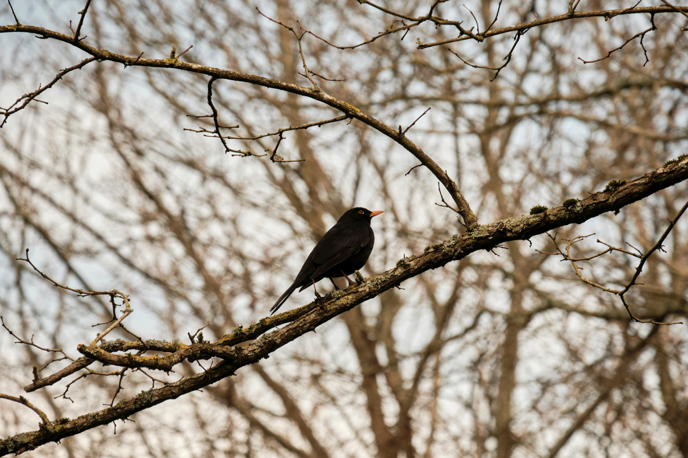 a single bird sitting on a nch with no leaves