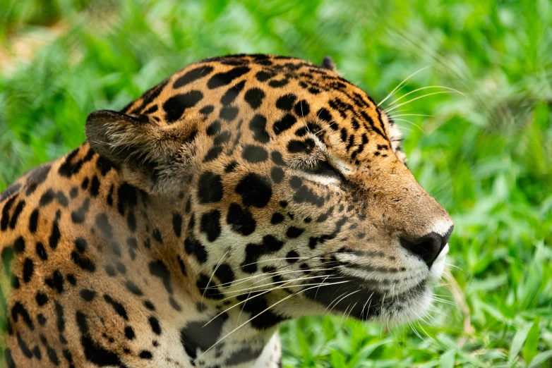 the head of an adult jaguar is shown