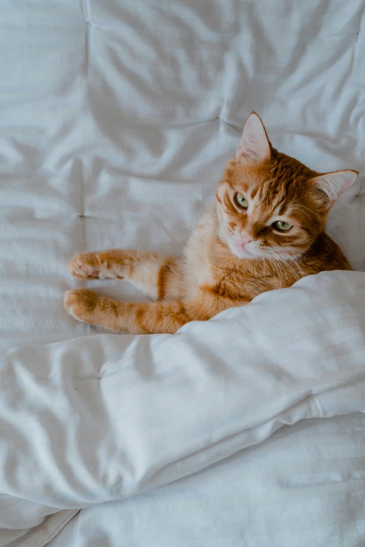 an orange and white cat laying down in white sheets
