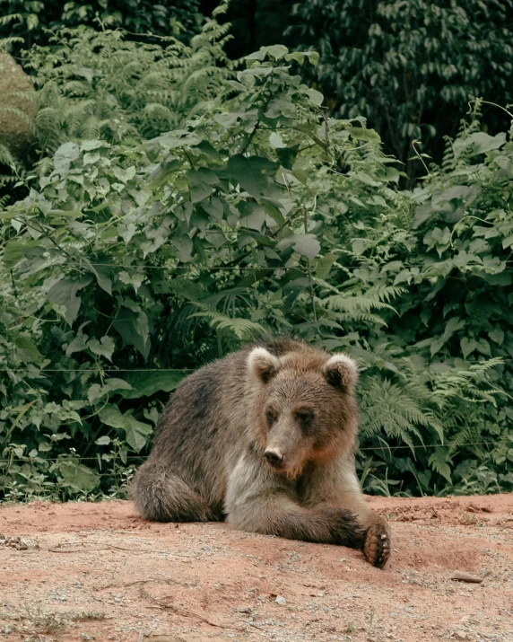 the grizzly bear sits near some shrubs