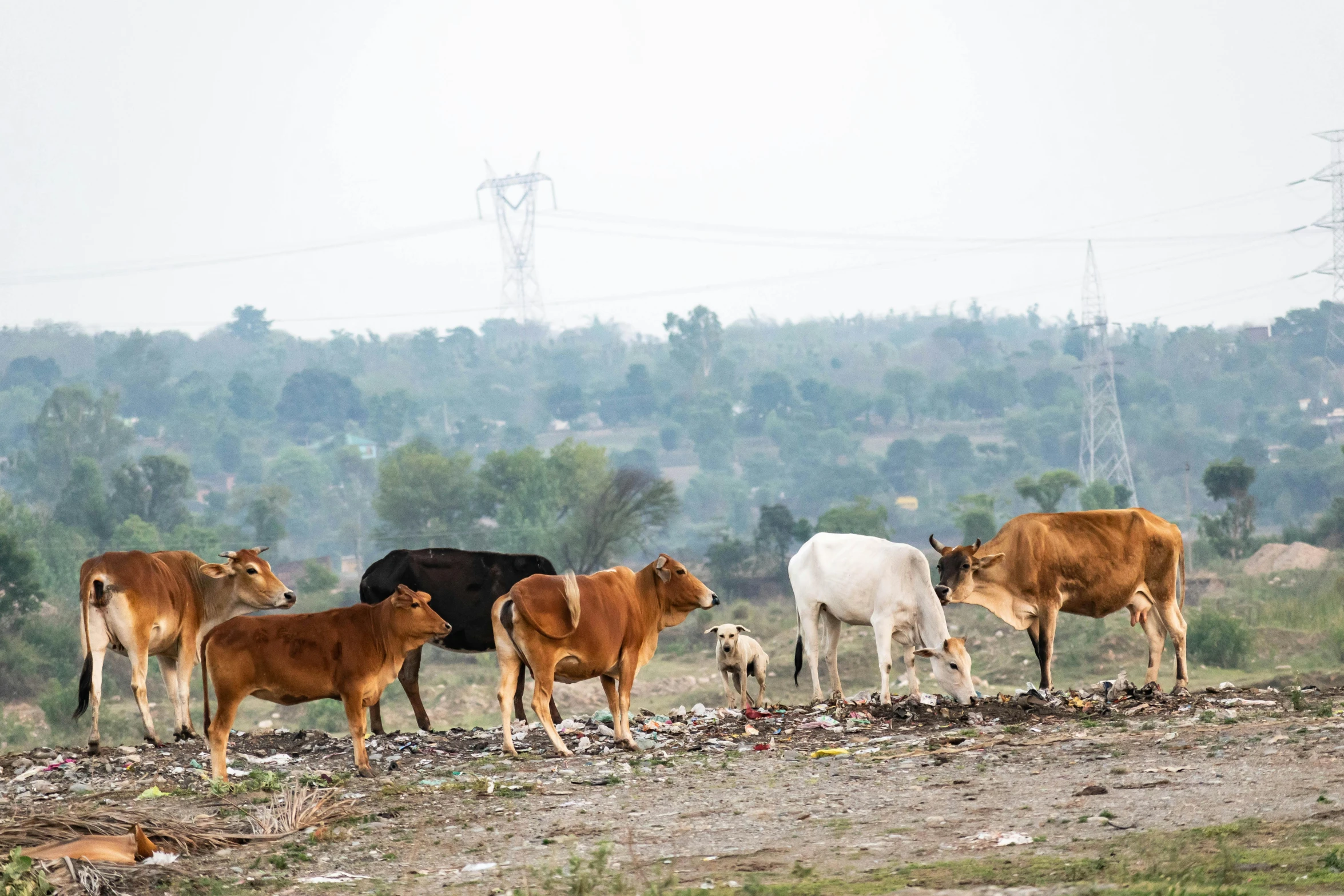 several animals eating grass in a field