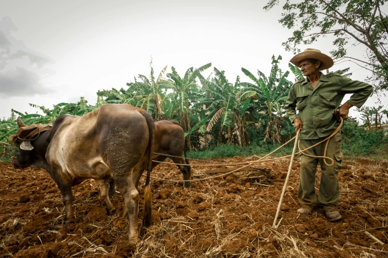 an image of man plowing the land with two cows