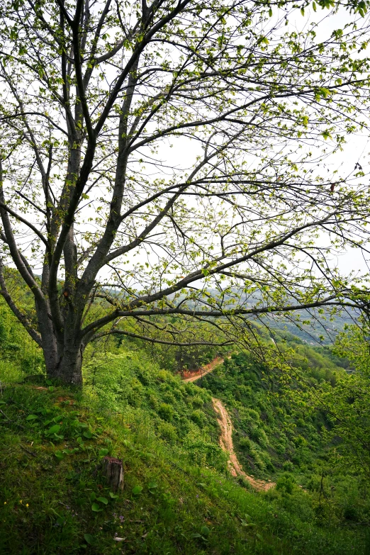 a road with a dirt trail leading up it to a tree