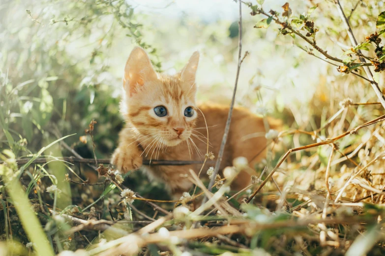 a small orange kitten is hiding behind a twig