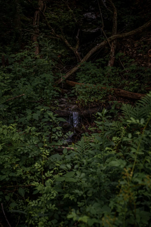 the trees and ferns in the woods are dark