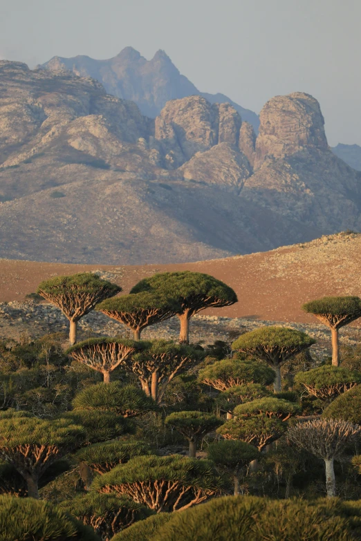 a group of bao trees with mountains in the background