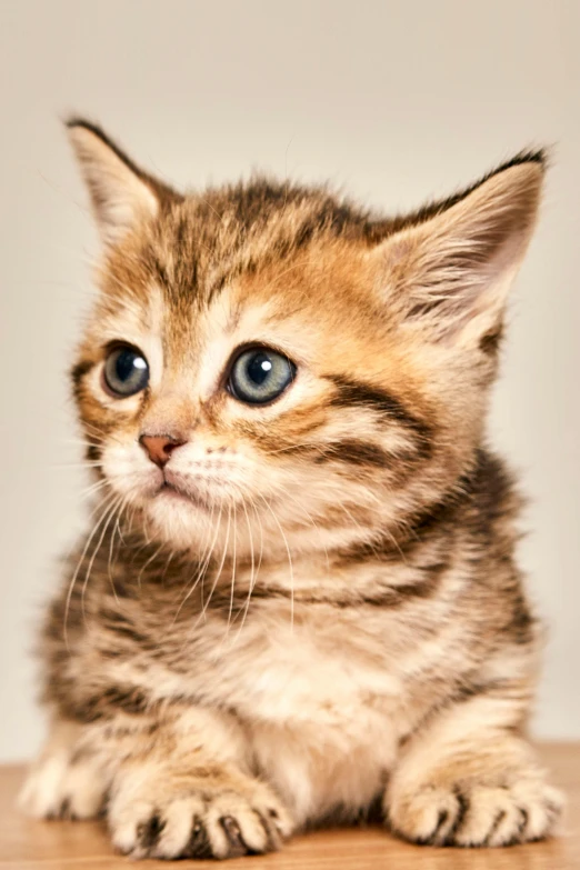 the small kitten is sitting on the wood table